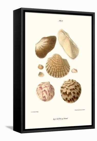 Ark Shells-John Mawe-Framed Stretched Canvas