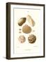 Ark Shells-John Mawe-Framed Art Print