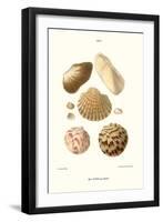 Ark Shells-John Mawe-Framed Art Print