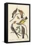 Arkansaw Flycatcher, Swallow-tailed Flycatcher and Says Flycatcher, 1837-John James Audubon-Framed Stretched Canvas
