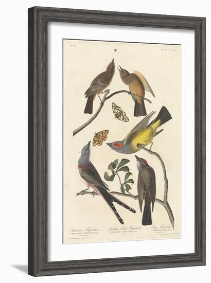 Arkansaw Flycatcher, Swallow-tailed Flycatcher and Says Flycatcher, 1837-John James Audubon-Framed Giclee Print