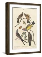 Arkansaw Flycatcher, Swallow-tailed Flycatcher and Says Flycatcher, 1837-John James Audubon-Framed Giclee Print