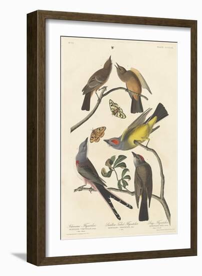 Arkansaw Flycatcher, Swallow-tailed Flycatcher and Says Flycatcher, 1837-John James Audubon-Framed Giclee Print