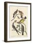 Arkansaw Flycatcher, Swallow-tailed Flycatcher and Says Flycatcher, 1837-John James Audubon-Framed Giclee Print