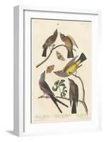 Arkansaw Flycatcher, Swallow-tailed Flycatcher and Says Flycatcher, 1837-John James Audubon-Framed Giclee Print