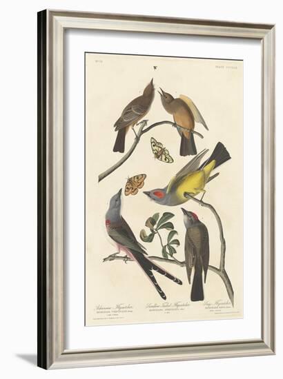 Arkansaw Flycatcher, Swallow-tailed Flycatcher and Says Flycatcher, 1837-John James Audubon-Framed Giclee Print