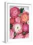 Arleth ranunculus bouquet in warm pink-Rosana Laiz Garcia-Framed Giclee Print