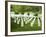 Arlington National Cemetery, Arlington, Virginia, United States of America, North America-Robert Harding-Framed Photographic Print