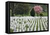 Arlington National Cemetery Headstones, Arlington, Virginia, USA-Jaynes Gallery-Framed Stretched Canvas