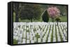 Arlington National Cemetery Headstones, Arlington, Virginia, USA-Jaynes Gallery-Framed Stretched Canvas