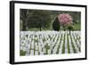 Arlington National Cemetery Headstones, Arlington, Virginia, USA-Jaynes Gallery-Framed Photographic Print