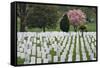 Arlington National Cemetery Headstones, Arlington, Virginia, USA-Jaynes Gallery-Framed Stretched Canvas