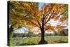 Arlington National Cemetery near to Washington Dc, in Autumn-Orhan-Stretched Canvas