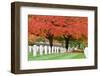 Arlington National Cemetery near to Washington Dc, in Autumn-Orhan-Framed Premium Photographic Print