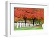 Arlington National Cemetery near to Washington Dc, in Autumn-Orhan-Framed Premium Photographic Print