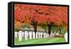 Arlington National Cemetery near to Washington Dc, in Autumn-Orhan-Framed Stretched Canvas