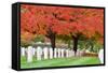 Arlington National Cemetery near to Washington Dc, in Autumn-Orhan-Framed Stretched Canvas