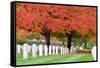 Arlington National Cemetery near to Washington Dc, in Autumn-Orhan-Framed Stretched Canvas