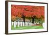 Arlington National Cemetery near to Washington Dc, in Autumn-Orhan-Framed Photographic Print