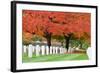 Arlington National Cemetery near to Washington Dc, in Autumn-Orhan-Framed Photographic Print