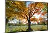 Arlington National Cemetery near to Washington Dc, in Autumn-Orhan-Mounted Photographic Print