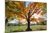 Arlington National Cemetery near to Washington Dc, in Autumn-Orhan-Mounted Photographic Print