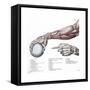 Arm, Anatomy, Salvage Illustration, 1812-Science Source-Framed Stretched Canvas