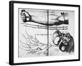 Arm Veins And Valves, 16th Century-Science Photo Library-Framed Photographic Print