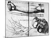 Arm Veins And Valves, 16th Century-Science Photo Library-Mounted Photographic Print