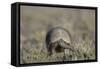 Armadillo in Patagonia, Argentina-Paul Souders-Framed Stretched Canvas