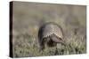 Armadillo in Patagonia, Argentina-Paul Souders-Stretched Canvas