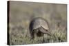 Armadillo in Patagonia, Argentina-Paul Souders-Stretched Canvas