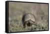 Armadillo in Patagonia, Argentina-Paul Souders-Framed Stretched Canvas