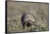 Armadillo in Patagonia, Argentina-Paul Souders-Framed Stretched Canvas