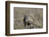 Armadillo in Patagonia, Argentina-Paul Souders-Framed Photographic Print