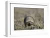 Armadillo in Patagonia, Argentina-Paul Souders-Framed Photographic Print