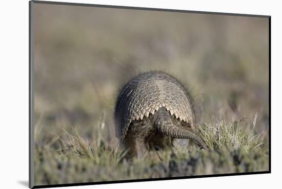 Armadillo in Patagonia, Argentina-Paul Souders-Mounted Photographic Print