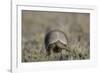 Armadillo in Patagonia, Argentina-Paul Souders-Framed Photographic Print