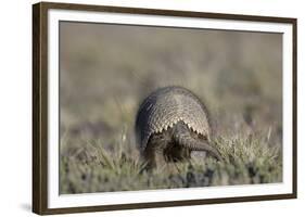 Armadillo in Patagonia, Argentina-Paul Souders-Framed Photographic Print