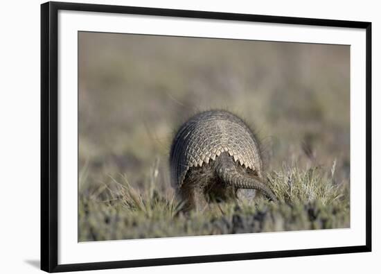 Armadillo in Patagonia, Argentina-Paul Souders-Framed Photographic Print