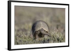 Armadillo in Patagonia, Argentina-Paul Souders-Framed Photographic Print