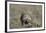 Armadillo in Patagonia, Argentina-Paul Souders-Framed Photographic Print