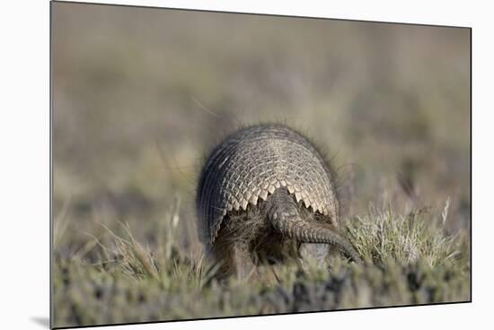 Armadillo in Patagonia, Argentina-Paul Souders-Mounted Photographic Print