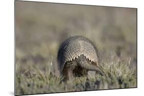 Armadillo in Patagonia, Argentina-Paul Souders-Mounted Photographic Print