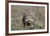 Armadillo in Patagonia, Argentina-Paul Souders-Framed Photographic Print