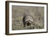 Armadillo in Patagonia, Argentina-Paul Souders-Framed Photographic Print