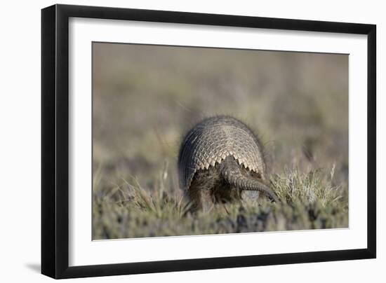 Armadillo in Patagonia, Argentina-Paul Souders-Framed Photographic Print