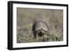 Armadillo in Patagonia, Argentina-Paul Souders-Framed Photographic Print