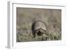 Armadillo in Patagonia, Argentina-Paul Souders-Framed Photographic Print