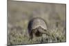 Armadillo in Patagonia, Argentina-Paul Souders-Mounted Photographic Print